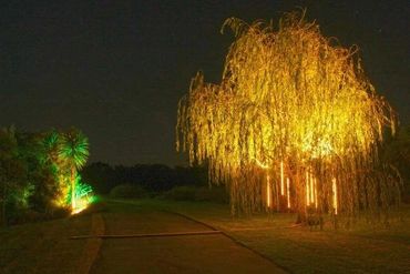 Tree uplighting with warm vertical light tubes, creating a strong illuminated feature for event.