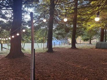 Warm festoon lights strung between trees, creating soft ambient lighting through a natural outdoor s