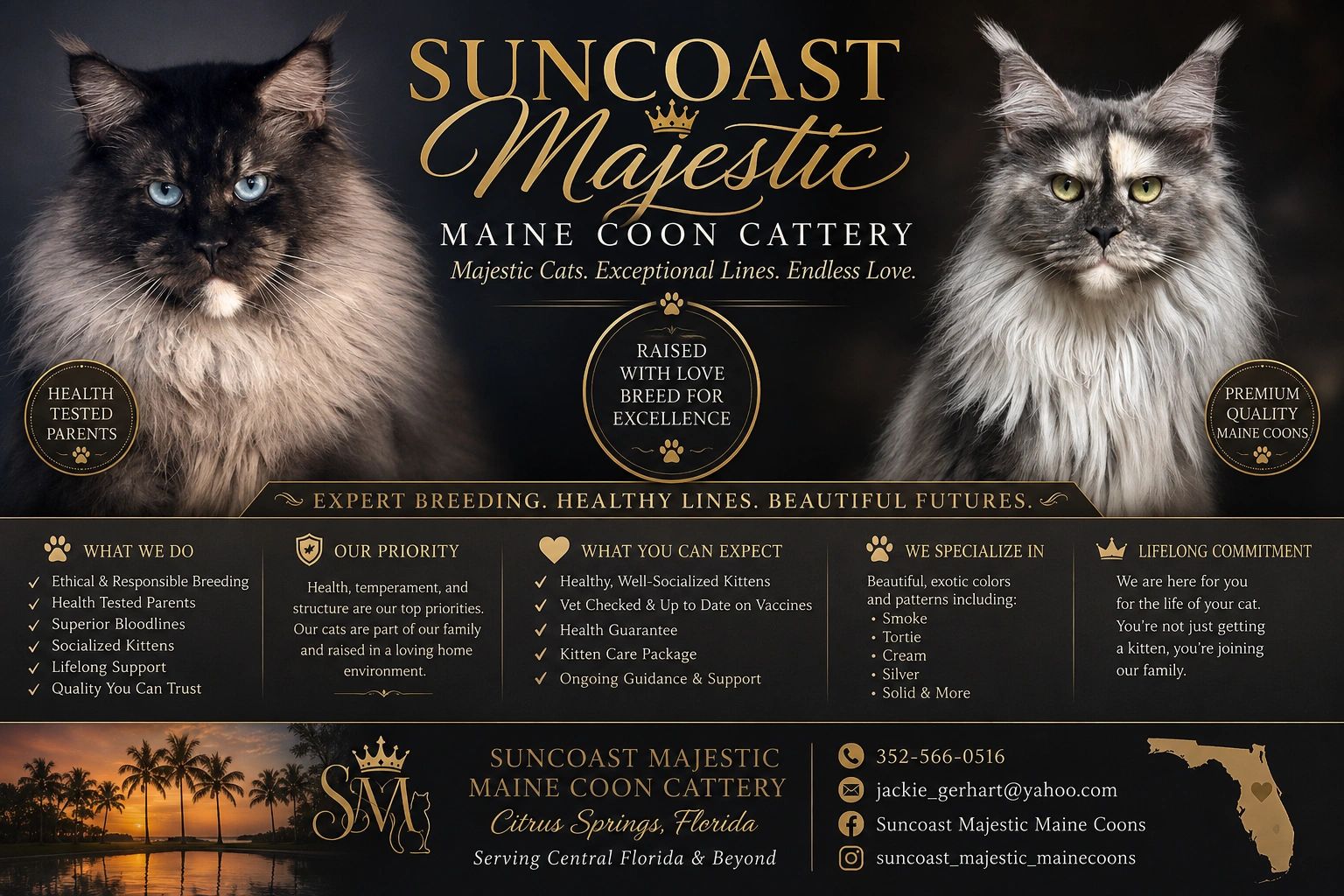 Advertisement for Suncoast Majestic Maine Coon Cattery with detailed services and contact info.