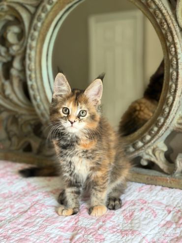 Fluffy kitten sitting in front of a decorative mirror.