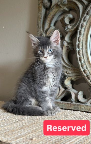 Gray kitten with blue eyes sitting next to a decorative mirror, marked as reserved.