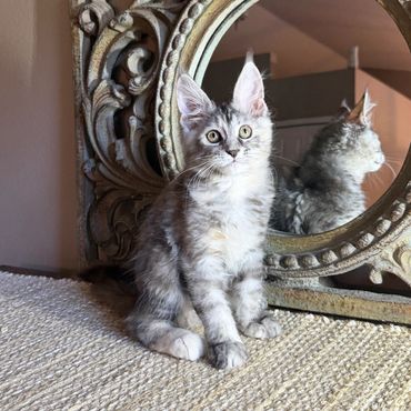 Gray kitten sitting in front of an ornate mirror.