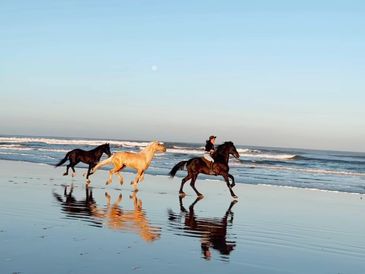 Local horseback riding and shootings at the atlantic coast of morocco, from Agadir to Essaouira.