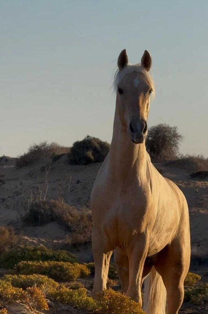 Pure Freedom while horse riding and horse shooting with free running horse at the coast of Essaouira