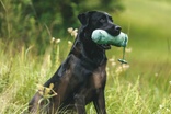 Kensington Gundogs