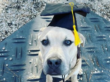 dog with graduation cap on