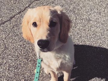 Golden Retriever puppy sitting