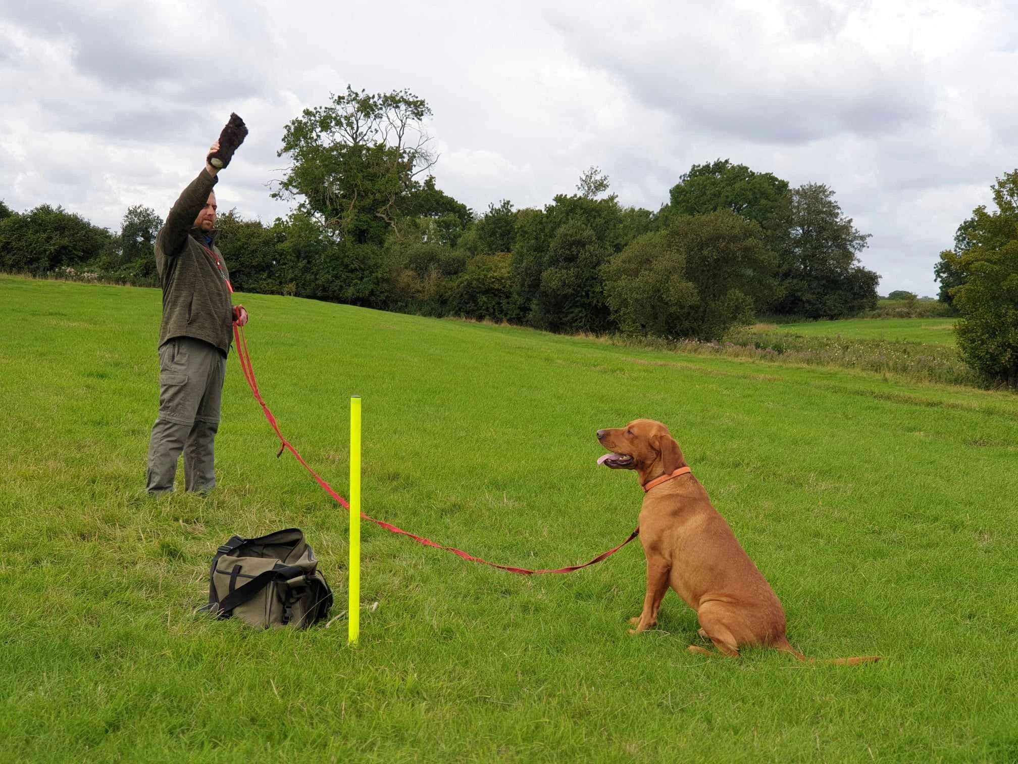 Training Your Gundog to Sit on the Whistle