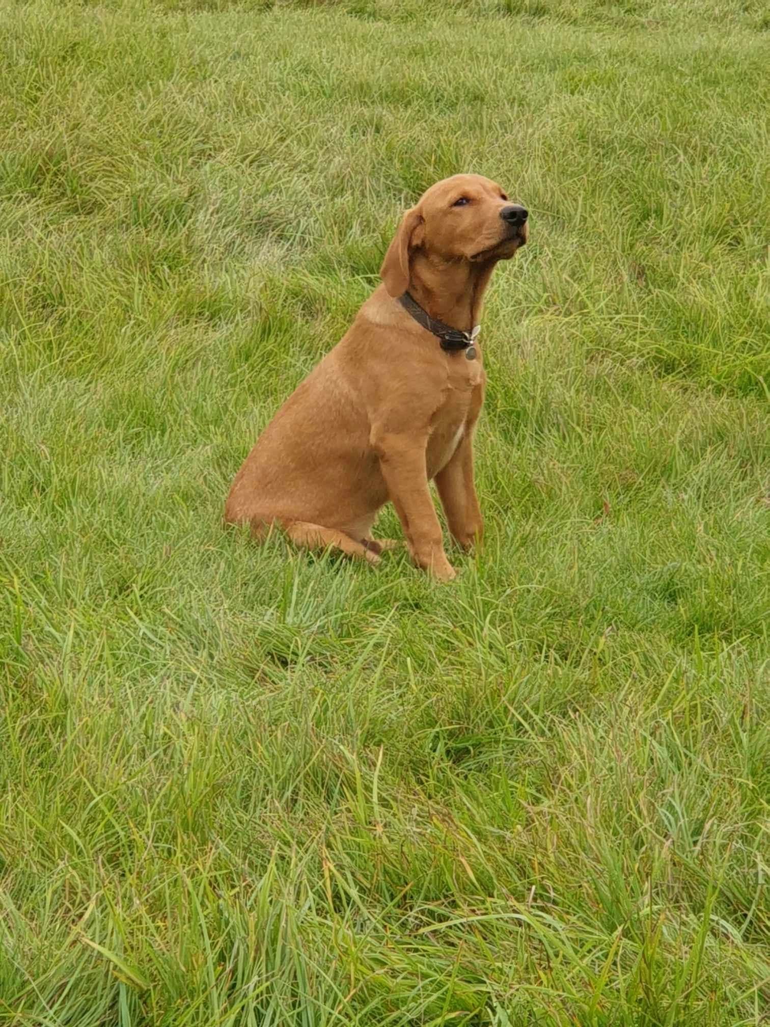 THE 3 ESSENTIAL COMMANDS EVERY GUNDOG NEEDS TO KNOW