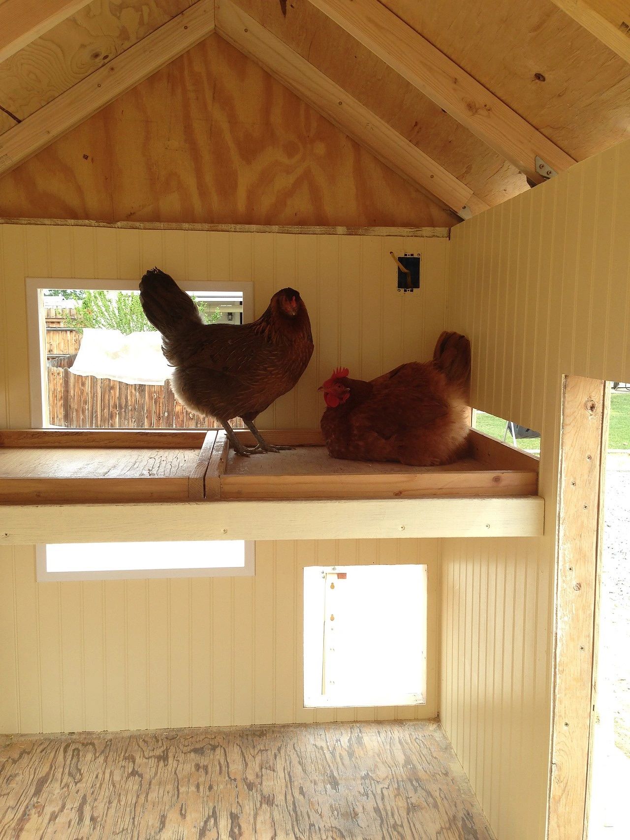 Chicken Poop Board Ideas