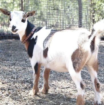Purple Mountain Minis, purplemountainminis.com, Nigerian Dwarf Dairy goats Colorado Springs