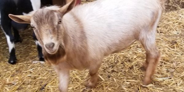 Nigerian dwarf goat purple mountain minis bucks renegade