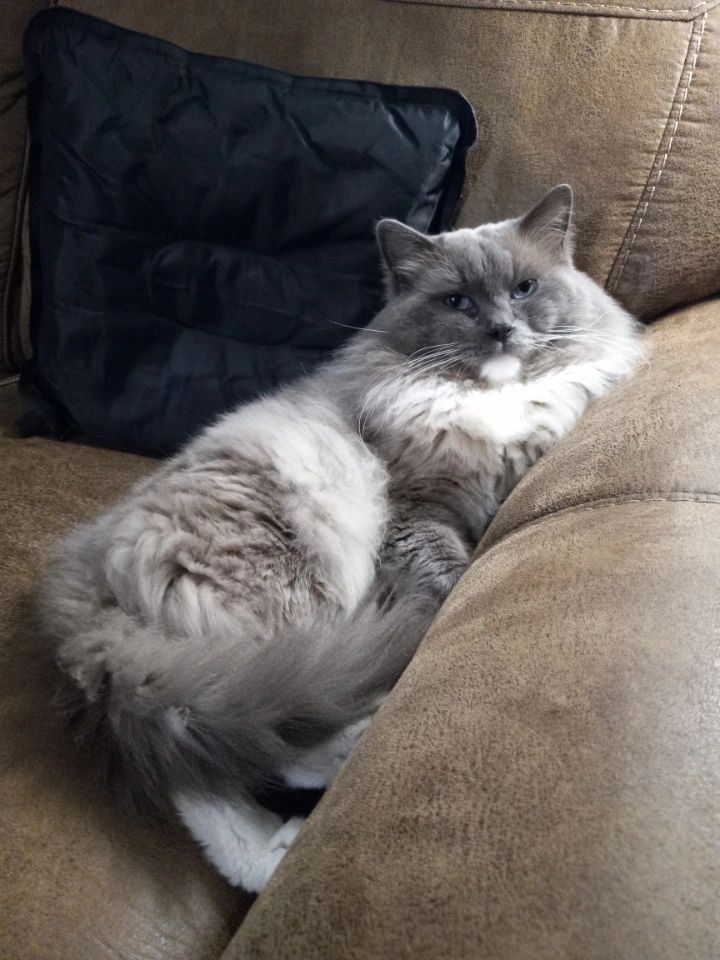 Fluffy gray and white cat lounging on a brown couch.