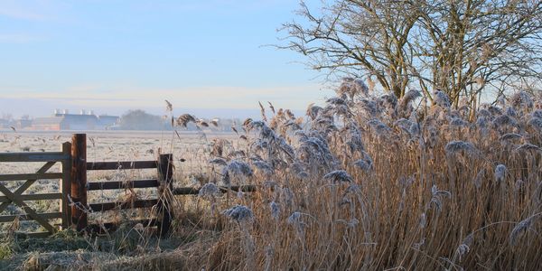 Winter landscape including tall grass and icy fields
