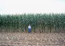 Crop yields improve, providing economic benefit and significant crop nutrient removal