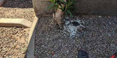 Small tree planted in a rocky garden bed with irrigation components visible.