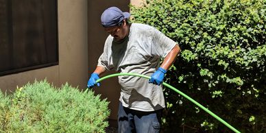 Man wearing blue gloves waters plants with a green garden hose.