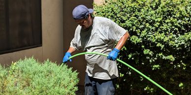 Man wearing blue gloves waters plants with a green garden hose.