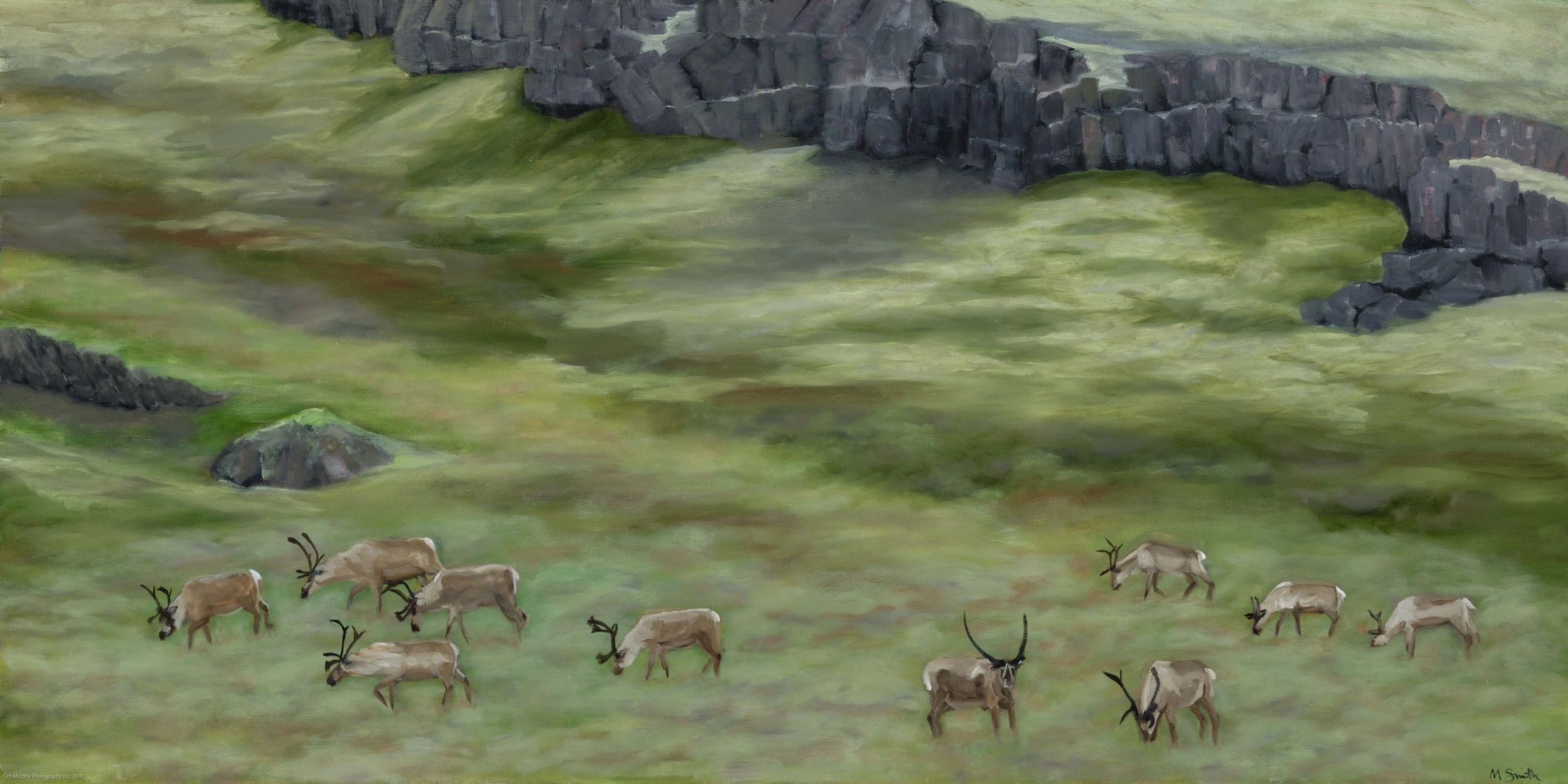 a herd of Reindeer  in Iceland