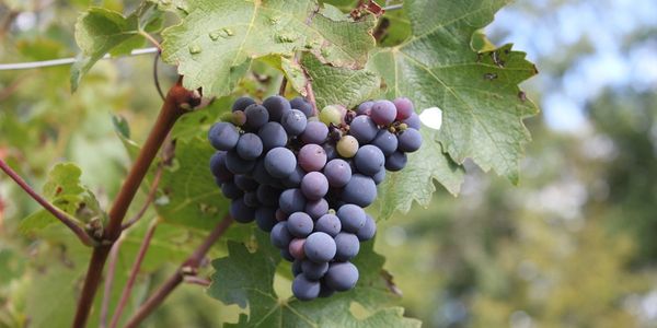 grapes in vineyard 