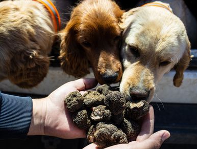 three truffle dogs 