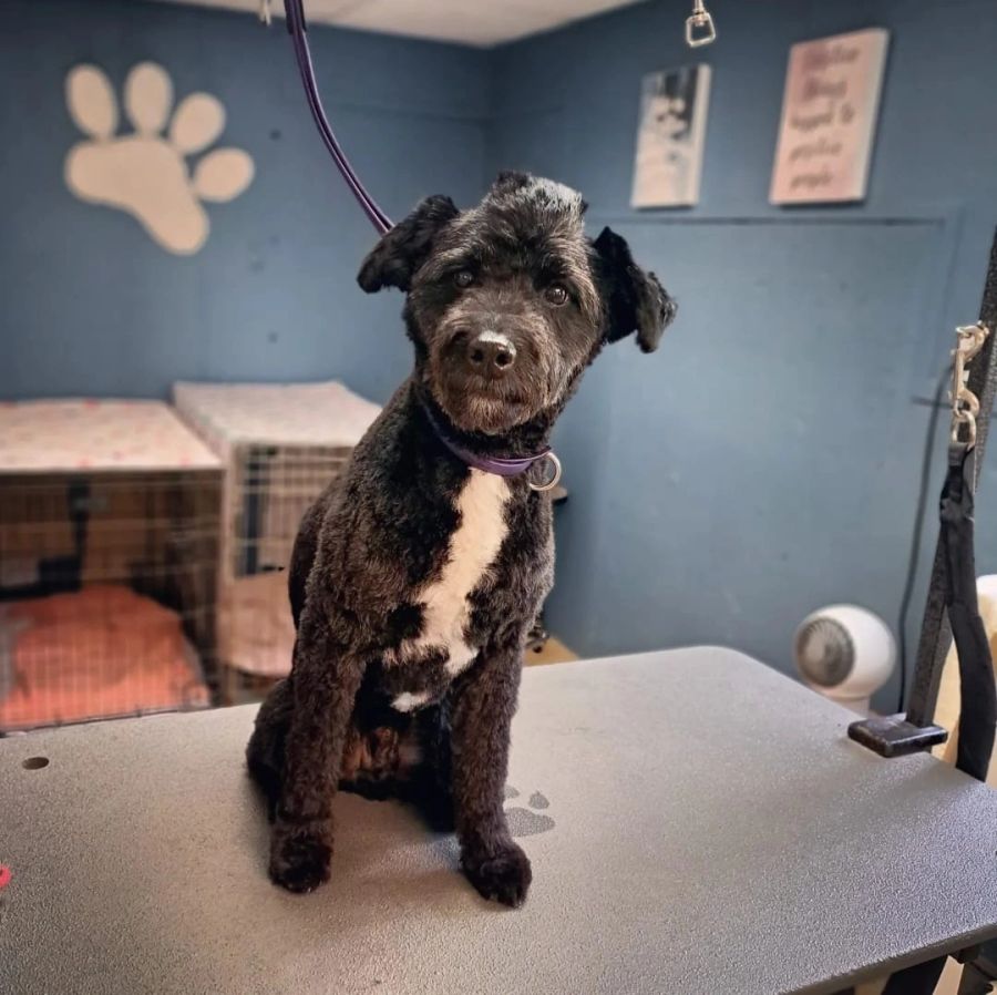 Fluffy freshly groomed dog
