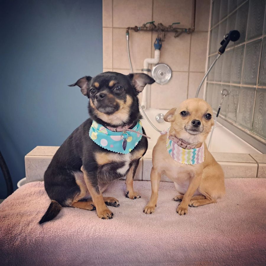 Two freshly groomed dogs