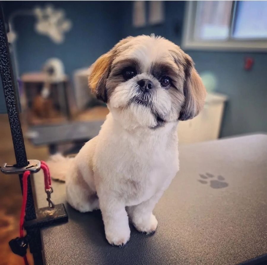 Freshly groomed dog