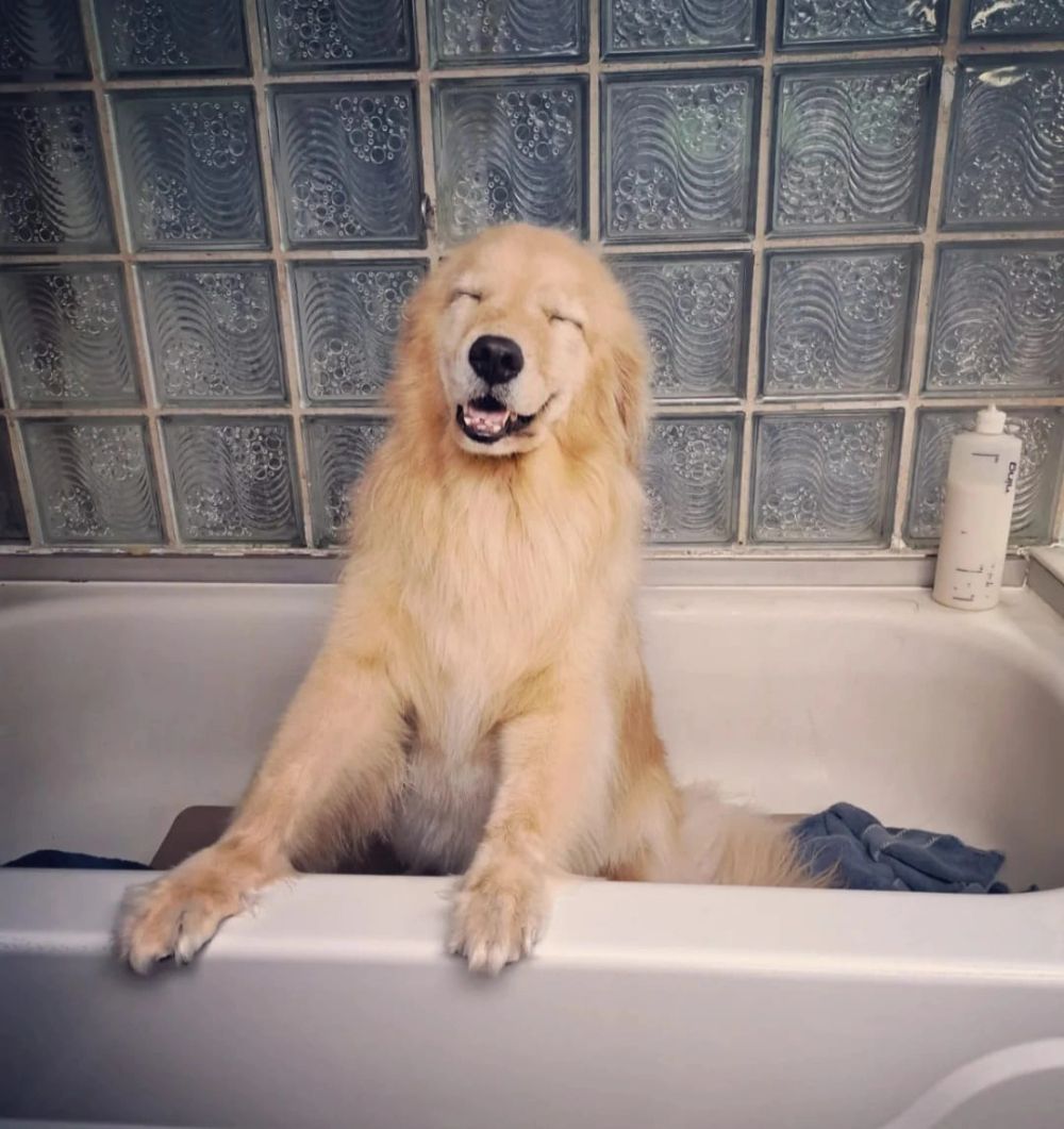 Happy golden retriever at Plush Pup