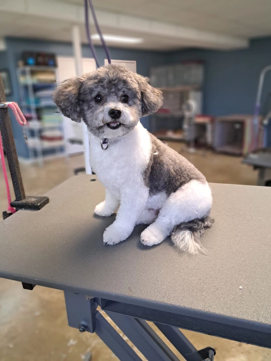 Show-ready dog