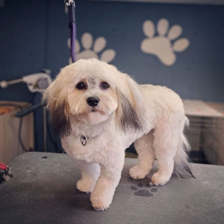 Happy dog with a perfect groom