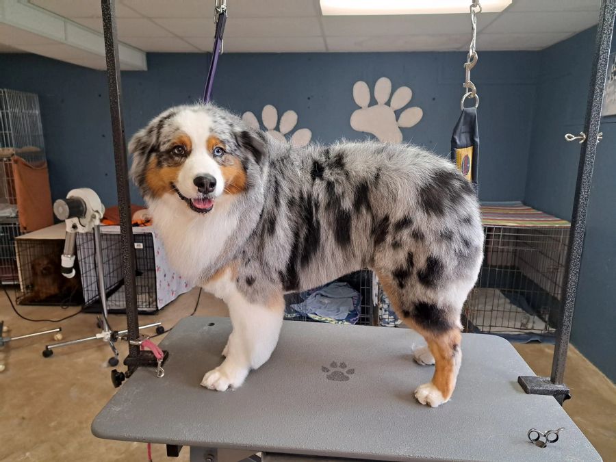 Dog with a soft shiny coat