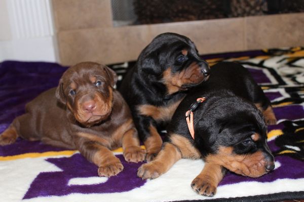 Dubai & Moana's Litter C 
Summer of 2020