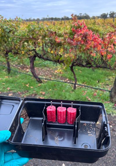 Three red insect traps set in a vineyard.