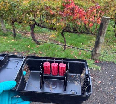 A hand holding a black plastic container with four red bait blocks outdoors.
