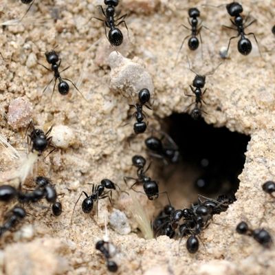 Black ants swarming around the entrance of their sandy nest.