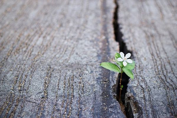 White flower growing on crack street