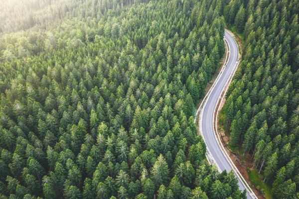 Winding road through the pine forest