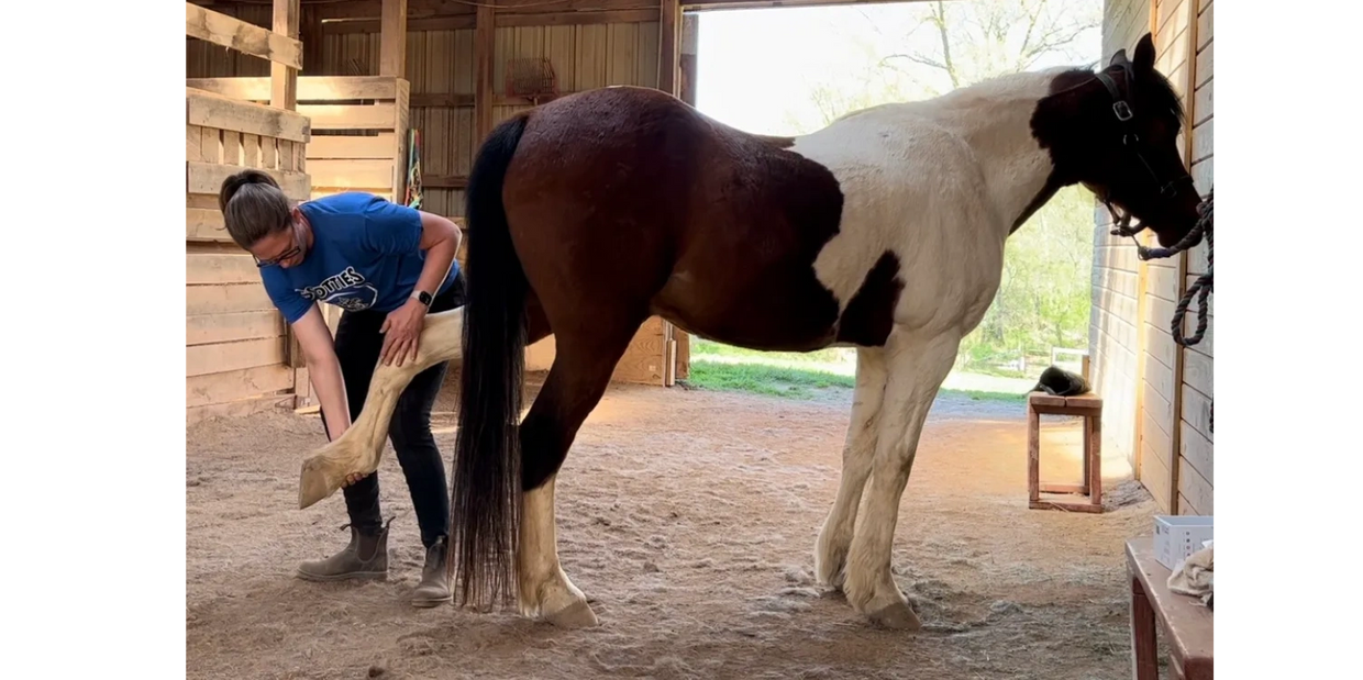 Equine Massage and Stretching