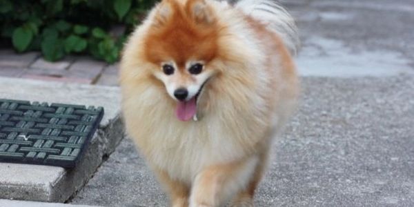 Pomeranian dog walking toward us