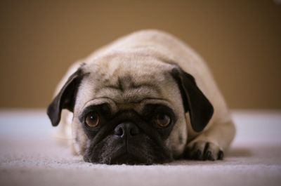 Pug dog 