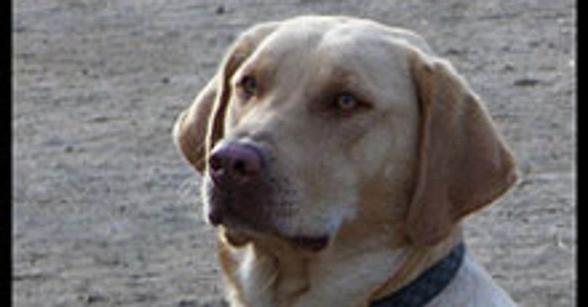 Gus the Labrador Retriever dog