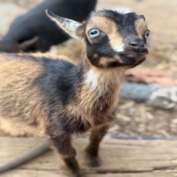 Close-up of a young goat with blue eyes.