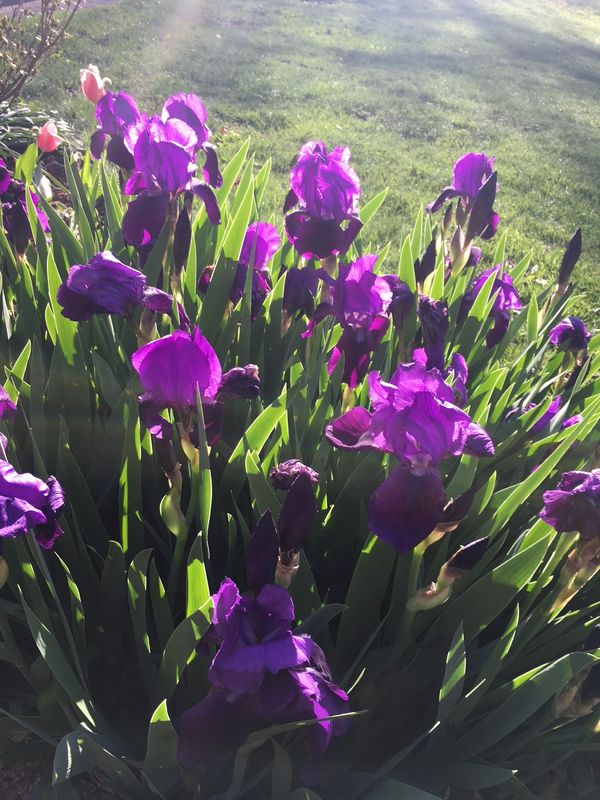 Bright purple irises blooming in sunlight with green leaves.