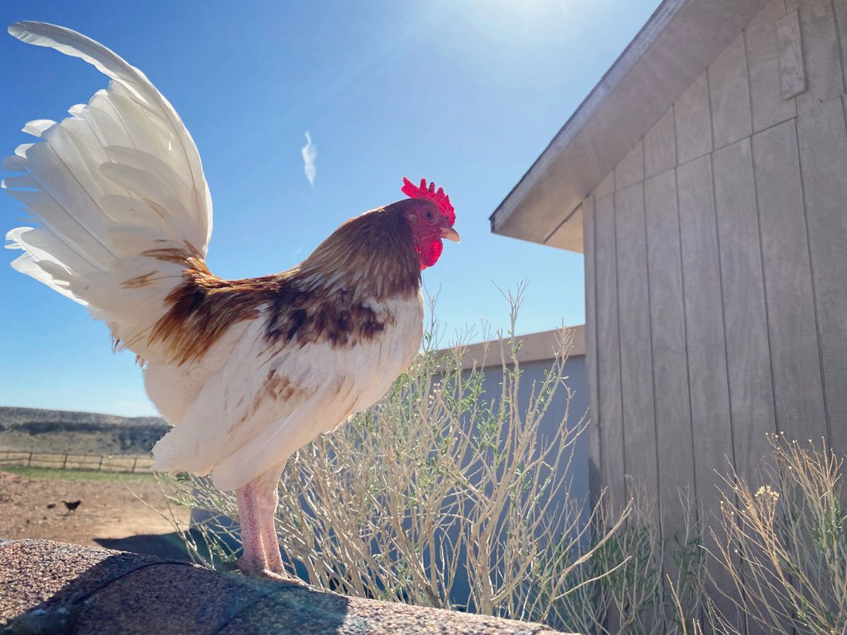 Red Pyle Old English Game Bantam Rooster