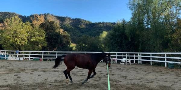 Horse cantering at the end of a longe line, with beautiful mountain backdrop.