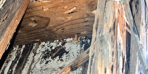 Termite inspection, termite, inspector south florida,
wdo inspection south florida
