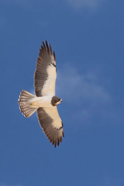 A bird of prey soars with wings outstretched against a clear blue sky.