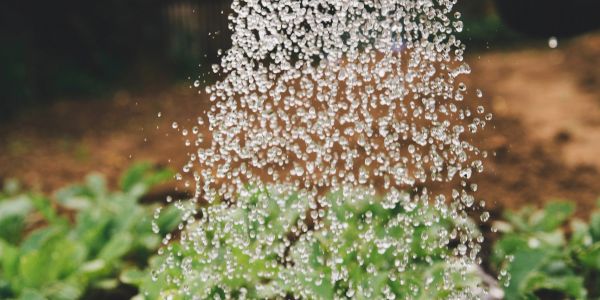 Water droplets falling on plants.