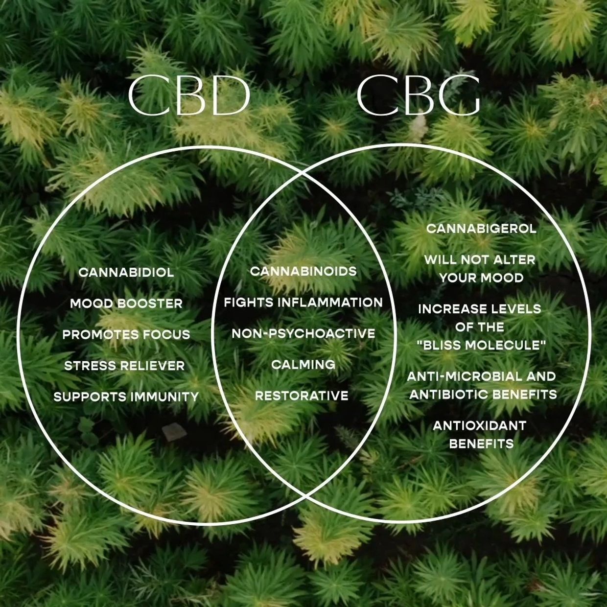 CBD vs CBG